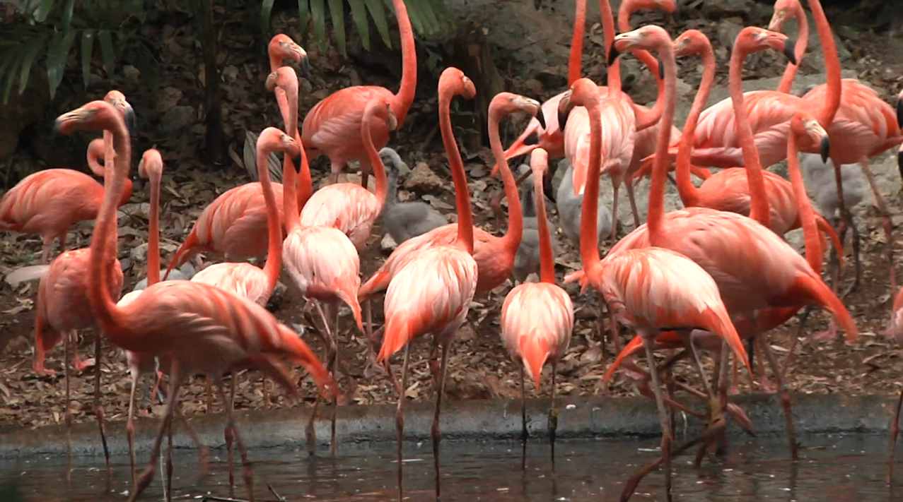 EL ZOOLOGICO ANIMAYA LE DIO LA BIENVENIDA A 8 NUEVOS INTEGRANTES