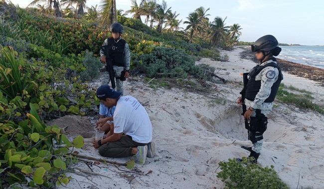 RECUPERAN HUEVOS DE TORTUGA