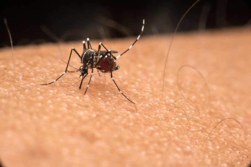LIDERA QUINTANA ROO CASOS DE DENGUE EN LA PENÍNSULA DE YUCATÁN