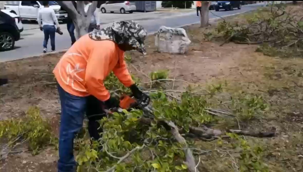 SUPERVISAN LA PODA DE ÁRBOLES POR PLAN DE LLUVIAS 2025