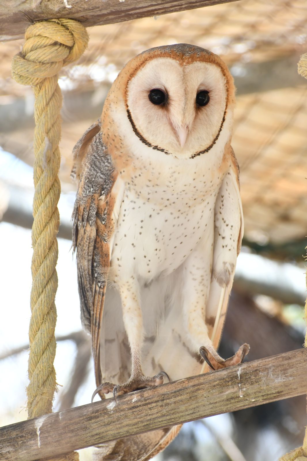 48 ESPECIES ANIMALES EN RESGUARDO AYUDAN A MEJORAR LA EDUCACIÓN AMBIENTAL