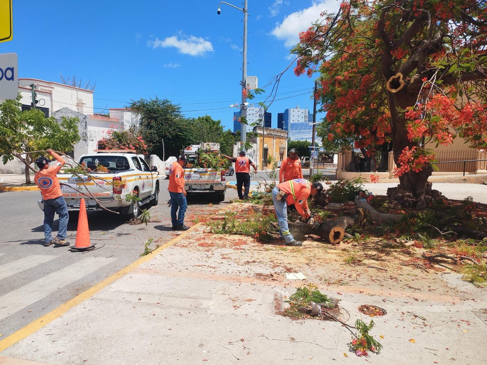 REUBICAN PANAL DE ABEJAS Y TALAN ÁRBOL INVADIDO DE TERMITAS