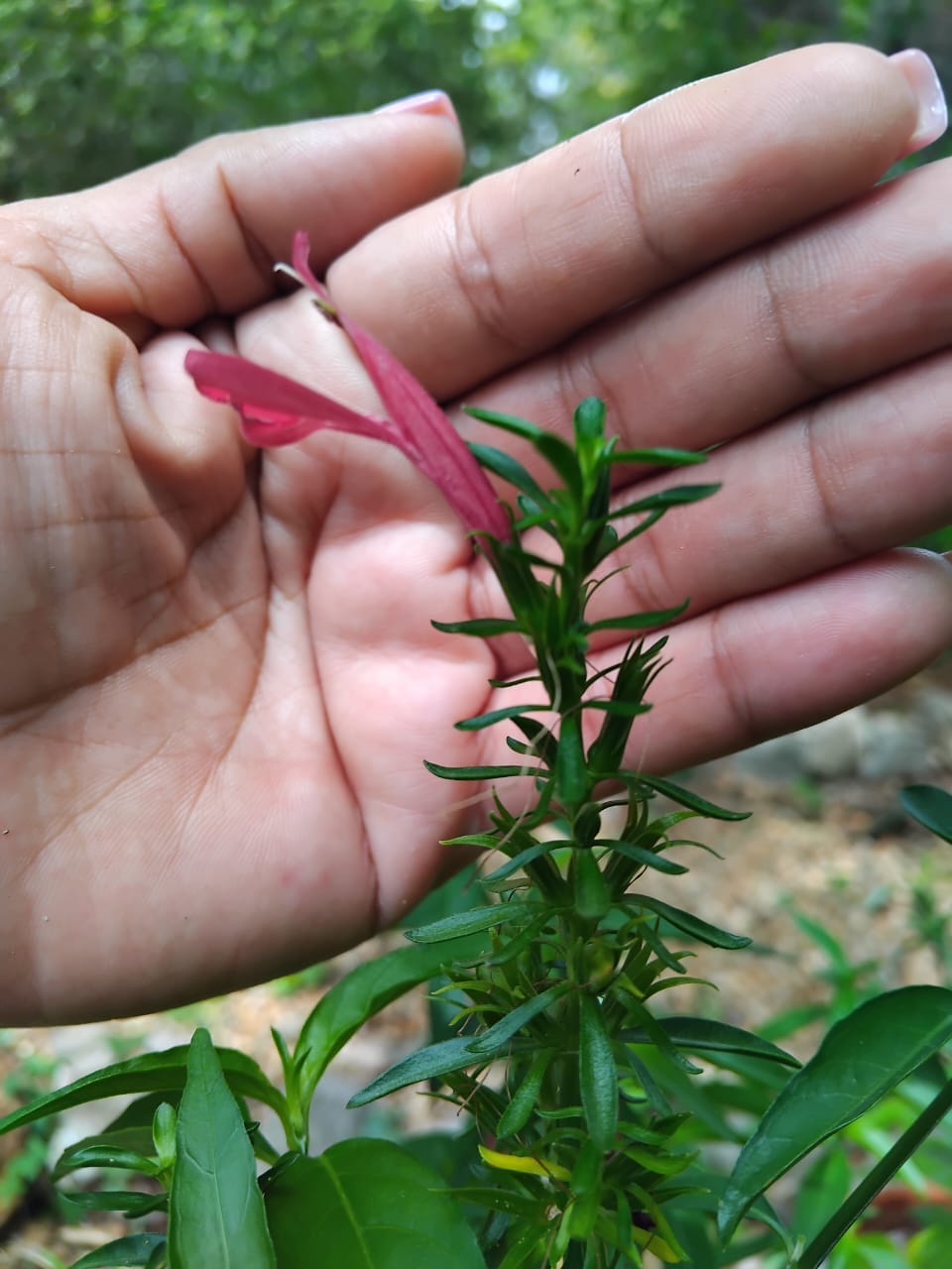 DESCUBREN NUEVA PLANTA ENDEMICA DE YUCATAN