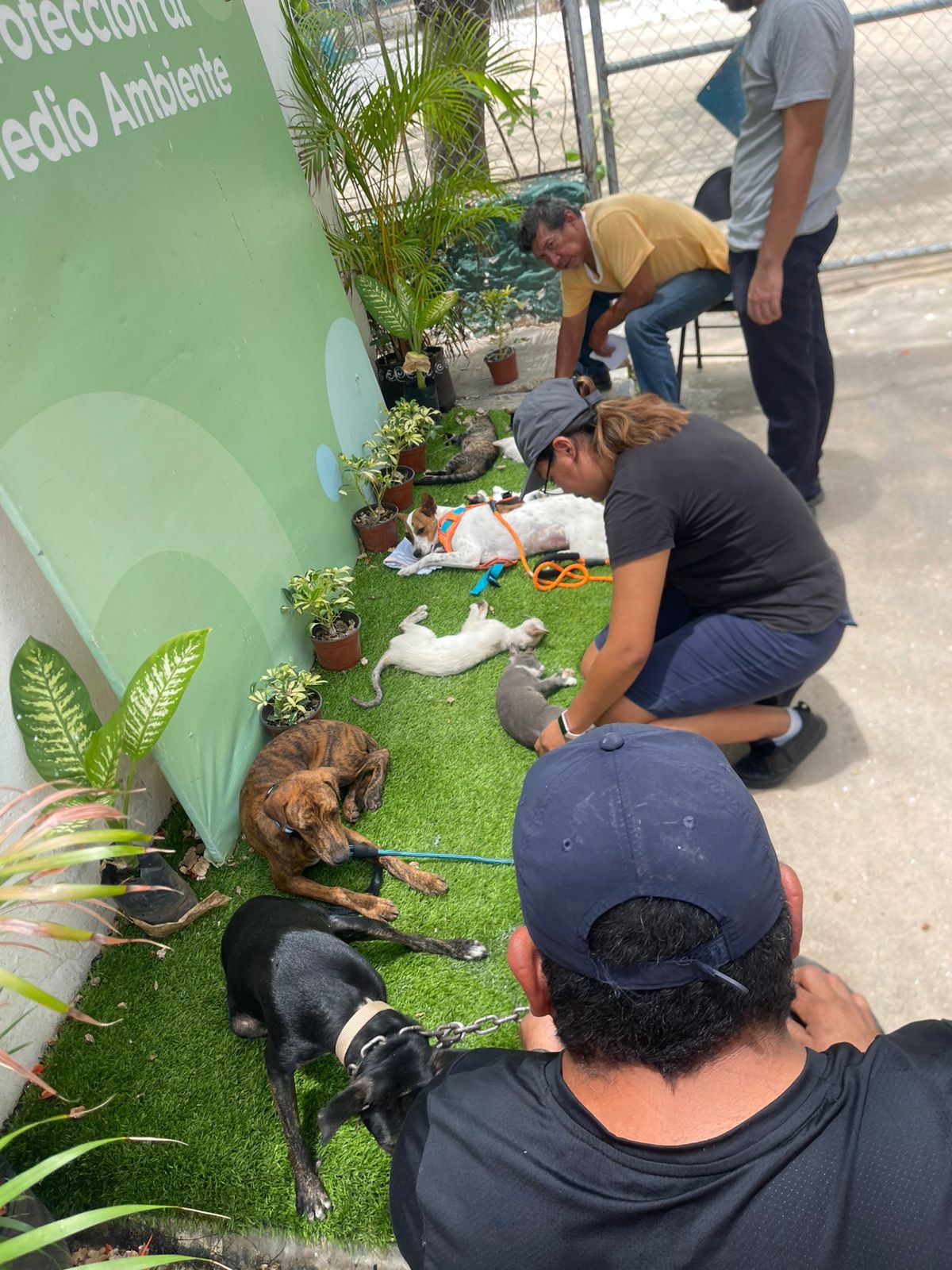 ESTERILIZAN A MÁS DE 700 ANIMALES EN CAMPECHE