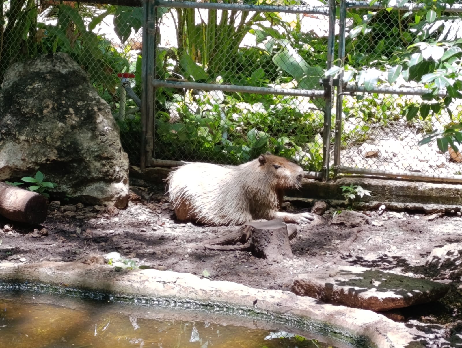 HOY SE CONMEMORA EL DIA DEL CAPIBARA