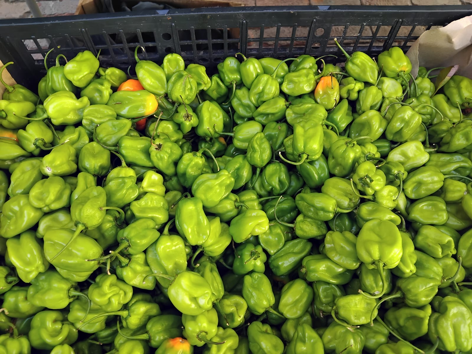 EL HABANERO QUE INSPIRA A EMPRENDER EN EL FESTIVAL  DEL CHILE
