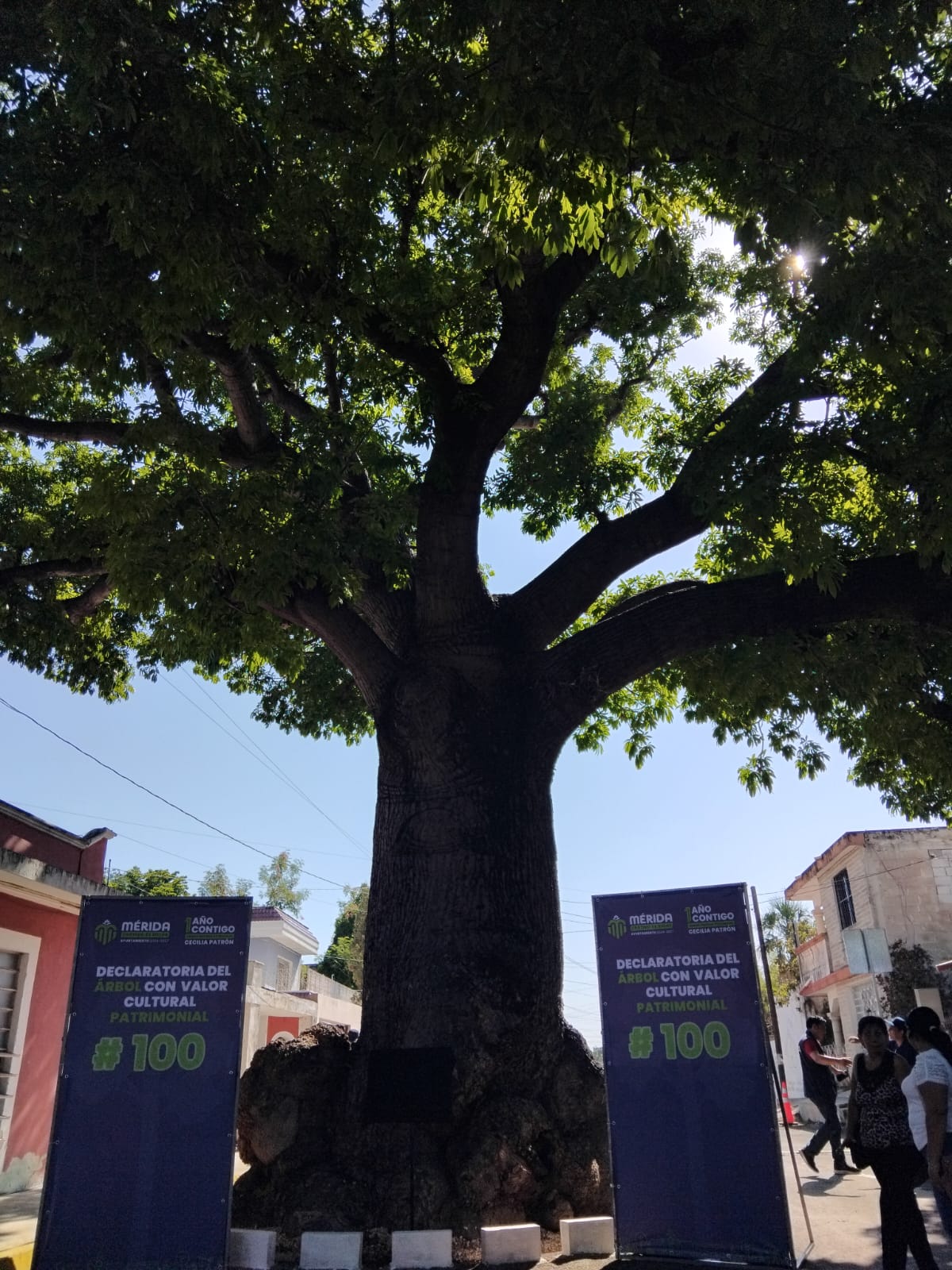 EL AYUNTAMIENTO DE MÉRIDA PROTEGE A LOS ARBOLES