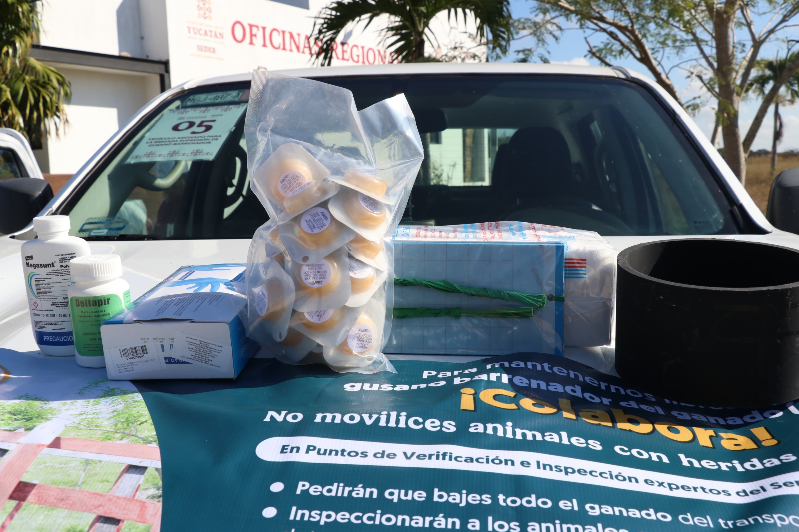 CONTINUAN LAS ACCIONES PARA ELIMINAR AL GUSANO BARRENADOR