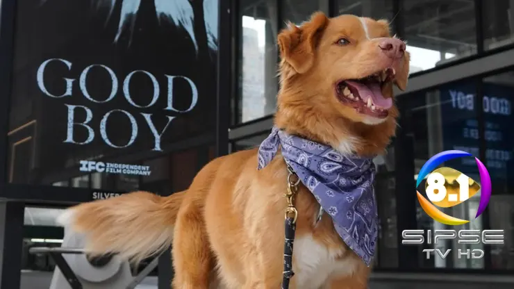 Indy, el perro que protagonizó la película de terror Good Boy, hizo historia al convertirse en el primer canino en ganar el premio a Mejor Actor en los Astra Film Awards 2026.
