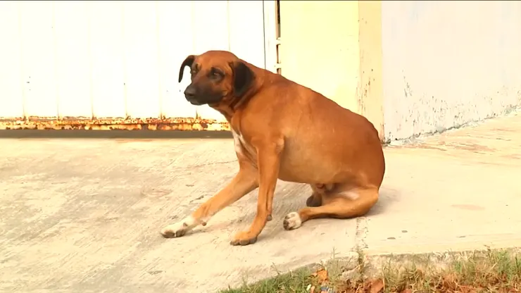 EXHORTAN A DUEÑOS DE MASCOTAS EXTREMAR PRECAUCIONES DURANTE LA TEMPORADA DE CALOR