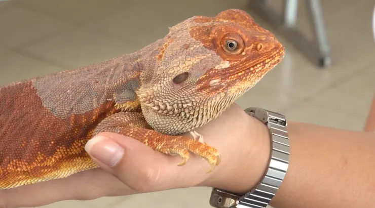 EN ESTA TEMPORADA DE CALOR EXHORTAN A CUIDAR DE LOS ANIMALES QUE SALEN DE SU HABITAT