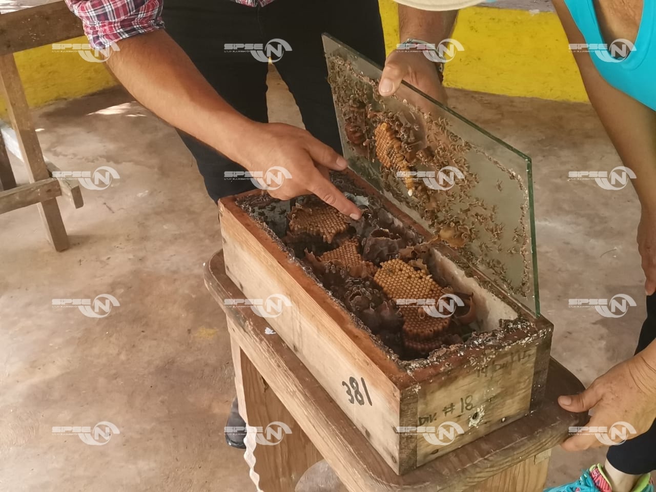AGROQUIMICOS AFECTAN A LAS ABEJAS