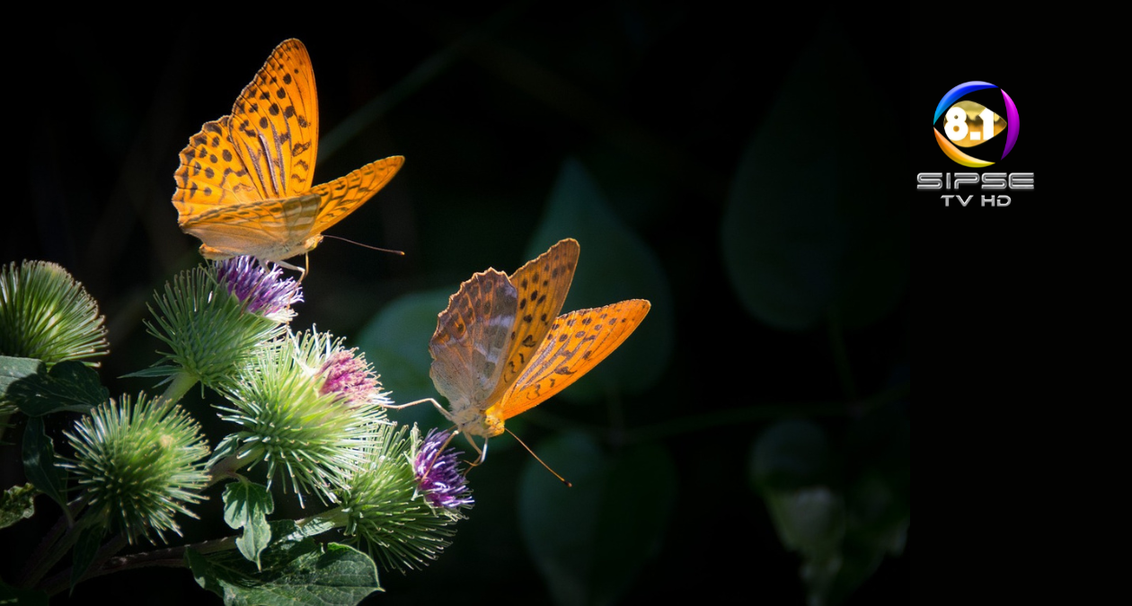 La mariposa: símbolo de transformación y vida en la tanatología