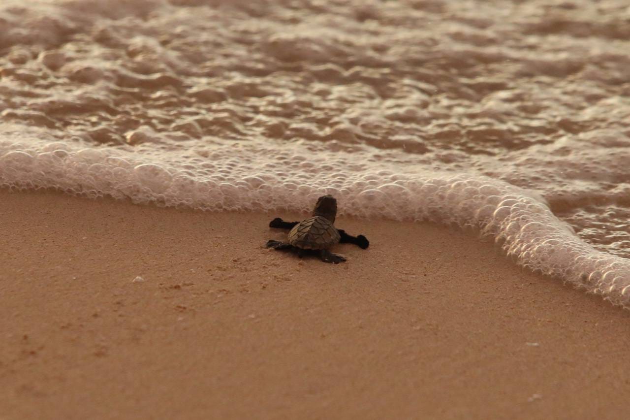 DE LA ARENA AL MAR… ¡TORTUGAS LIBRES!