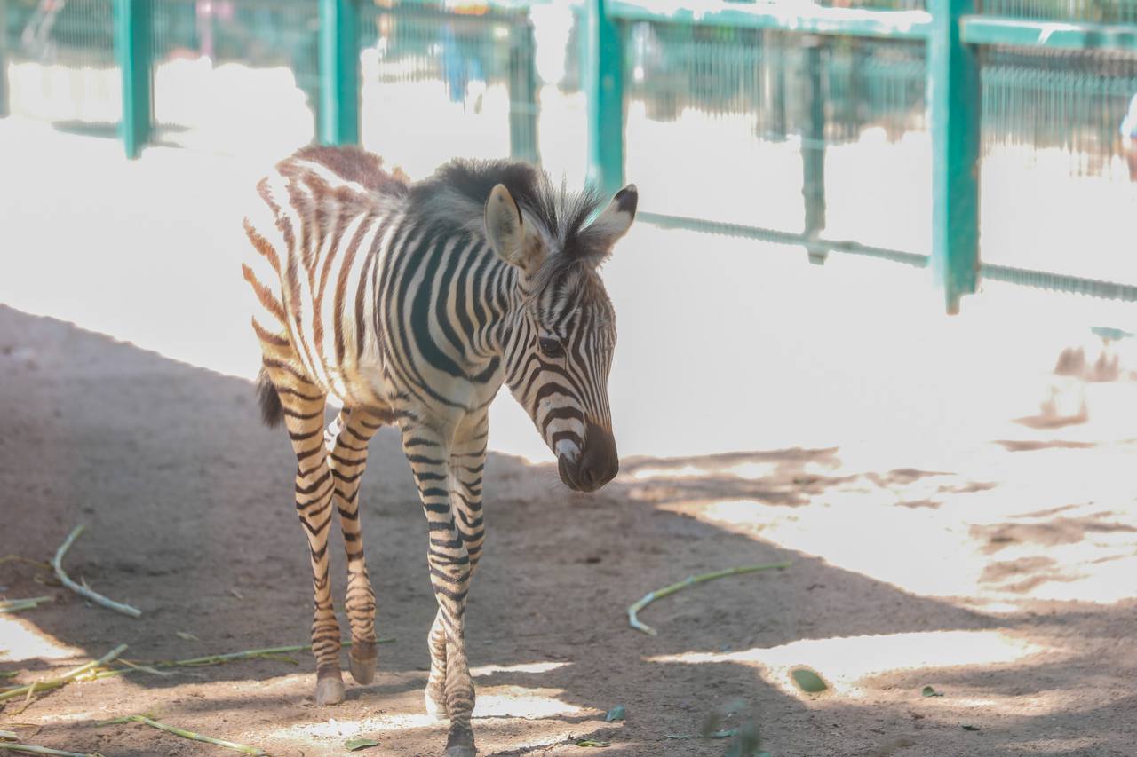 NACE CEBRA EN ZOOLÓGICO DE MÉRIDA