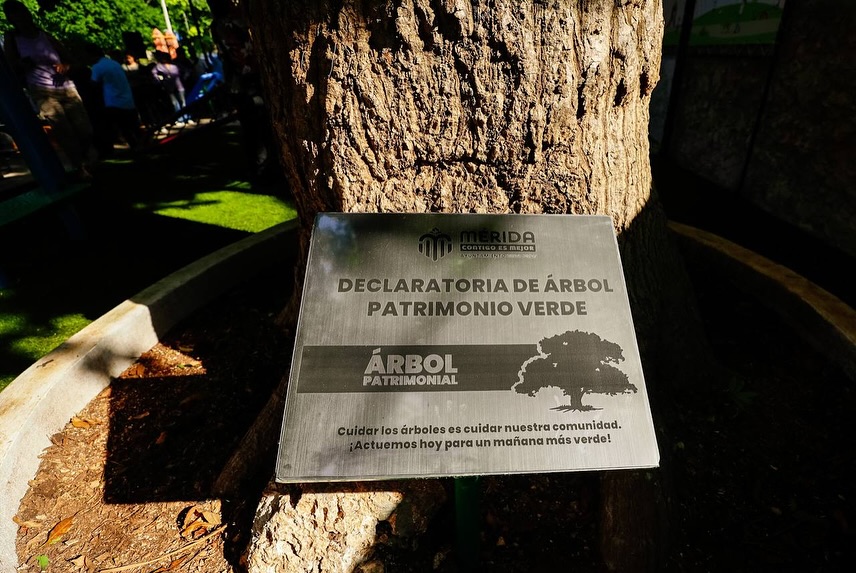 CIENTOS DE ÁRBOLES SERÁN PATRIMONIO CULTURAL