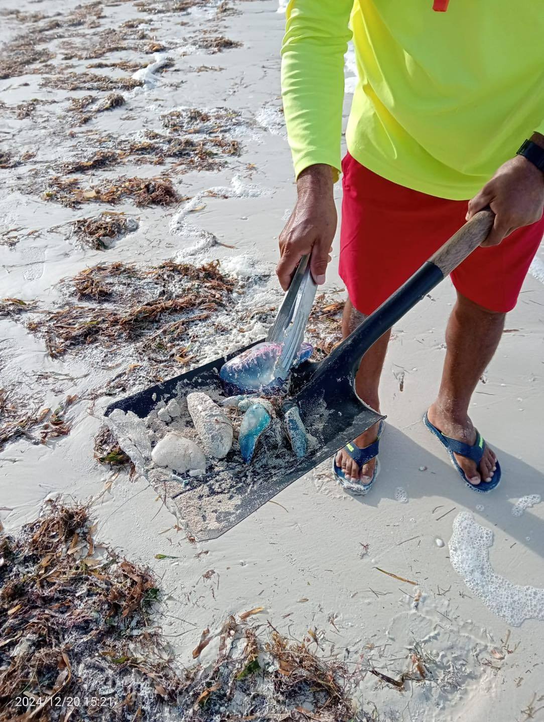 ALERTAN POR PRESENCIA DE MEDUSAS EN PLAYAS DE PROGRESO