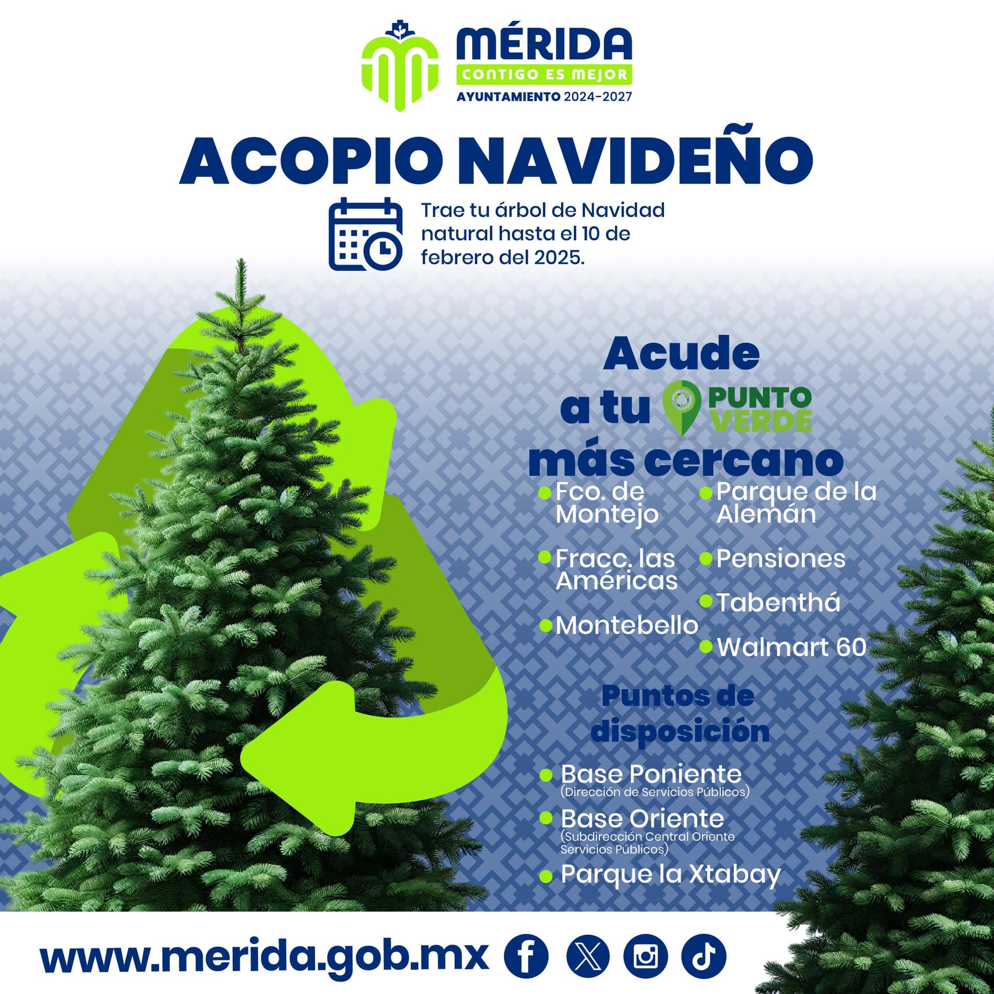 INICIA EL ACOPIO DE PINOS NAVIDEÑOS