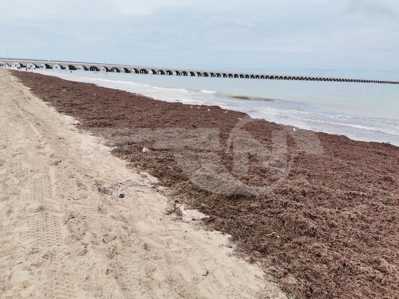 SARGAZO PROVENIENTE DE QUINTANA ROO AFECTARÍA ACTIVIDAD PESQUERA EN LA PENINSULA