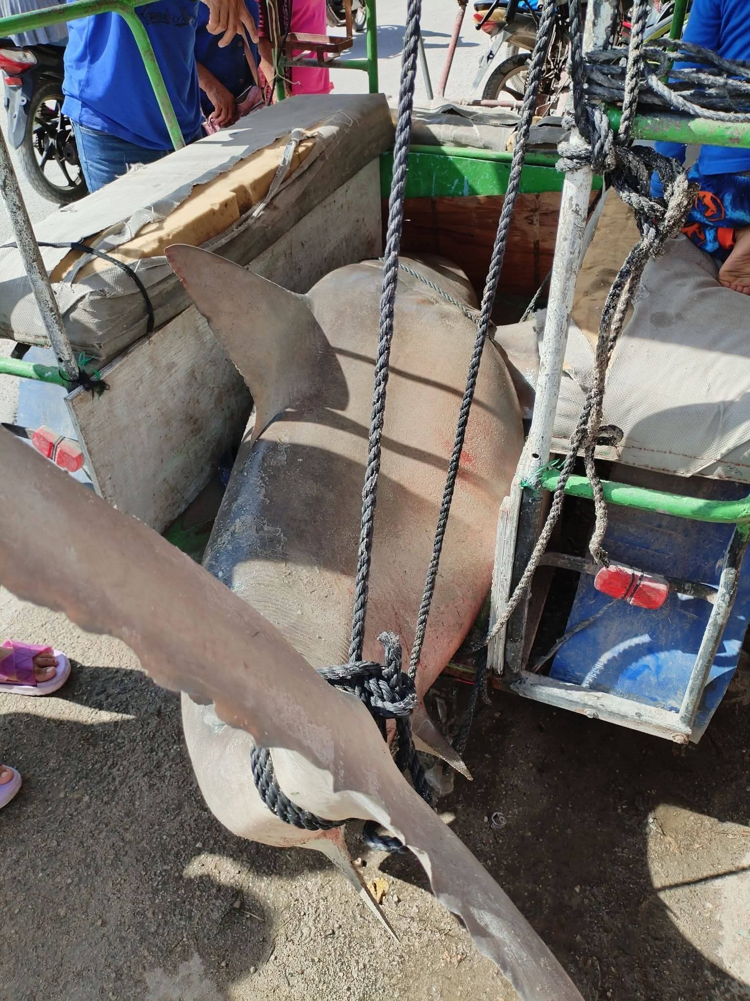 APARECE TIBURON TORO EN LA RIA DE CELESTUN