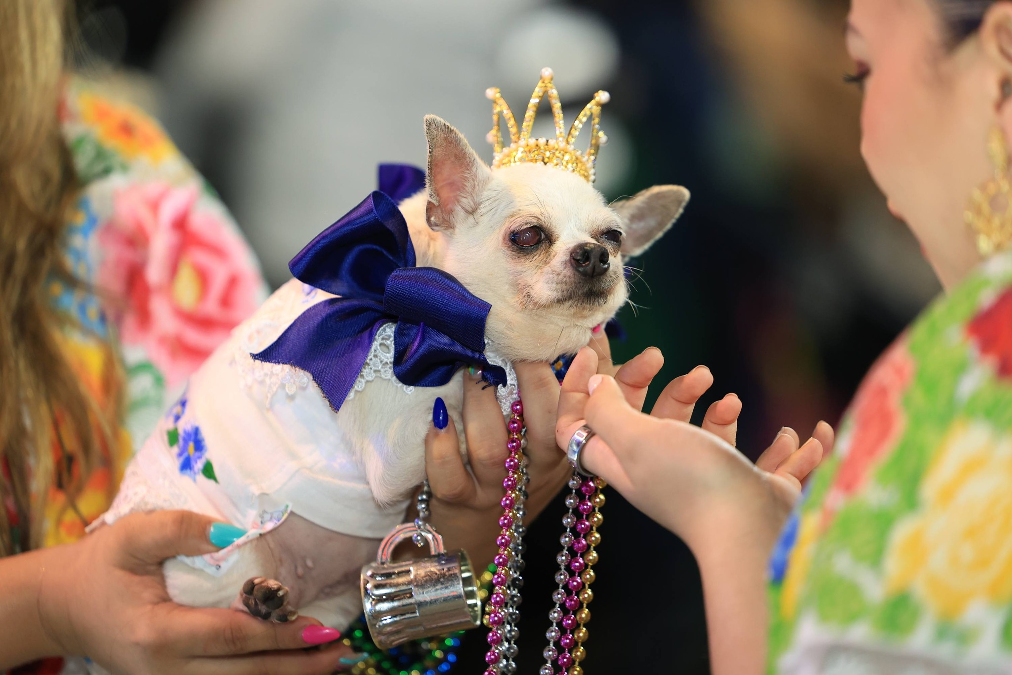 PERROS Y GATOS SE LUCEN EN EL CIRCO CARNAVAL
