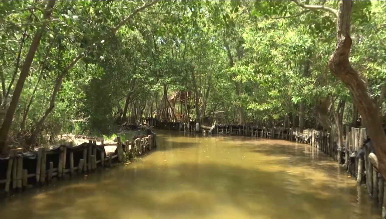 AREA NATURAL PROTEGIDA CORCHITO SE POSICIONA COMO OPCION MAS VISITADAS EN PUERTO PROGRESO