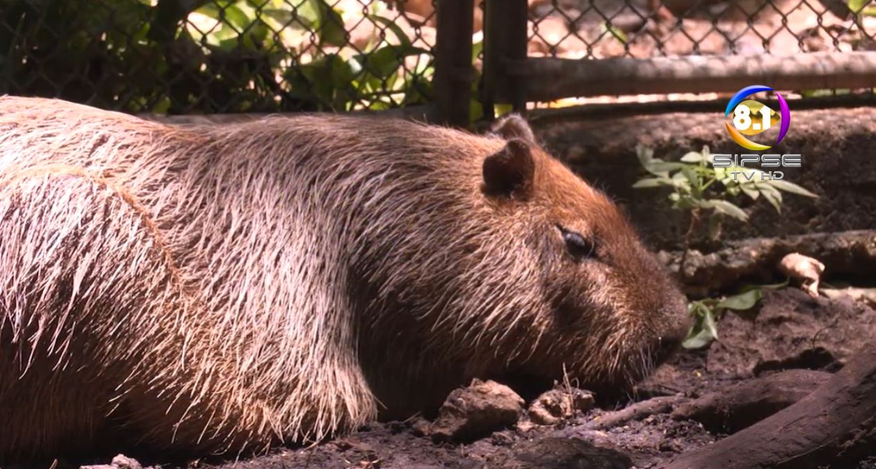 Capibaras, los carismáticos roedores que conquistan Mérida