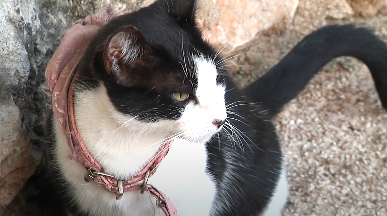 DÍA DEL GATO: CELEBRACIÓN CON CAUSA Y ARTE EN MÉRIDA