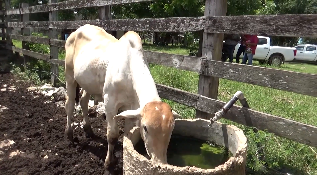 LA LUCHA CONTRA EL GUSANO BARRENADOR DEL GANADO EN YUCATÁN ENTRA A UNA NUEVA ETAPA