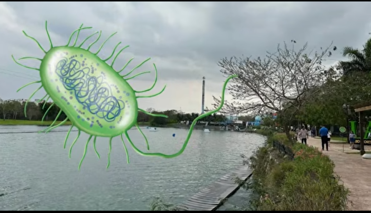 PIDEN A LA GENTE NO CONFUNDIR HUMEDALES, LAGOS ARTIFICIALES Y CENOTES, Y DESINFORMAR SOBRE LA BACTERIA COME CEREBROS