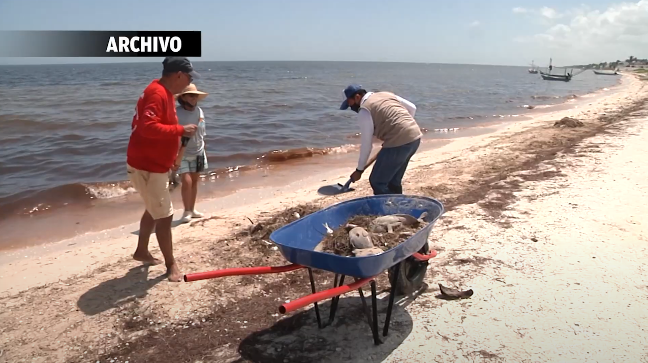 SIN CONFIRMARSE MAREA ROJA EN COSTAS YUCATECAS 