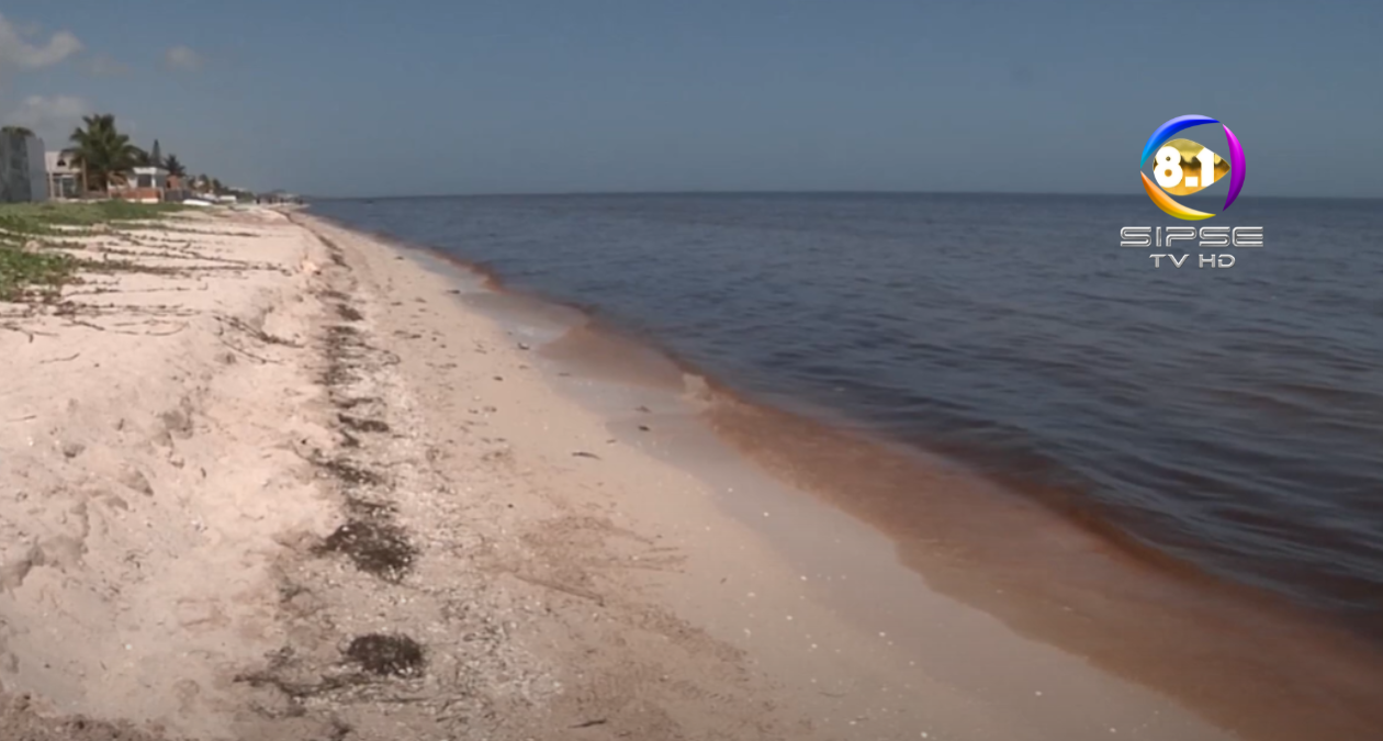 Marea roja amenaza temporada de langosta y pulpo en Yucatán.