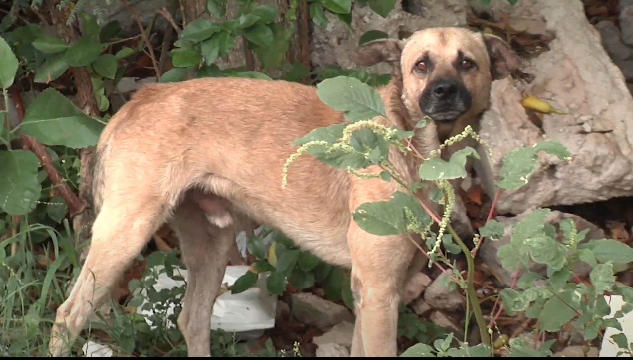 BUSCAN REVERTIR LA SOBREPOBLACION ANIMAL EN LA ENTIDAD