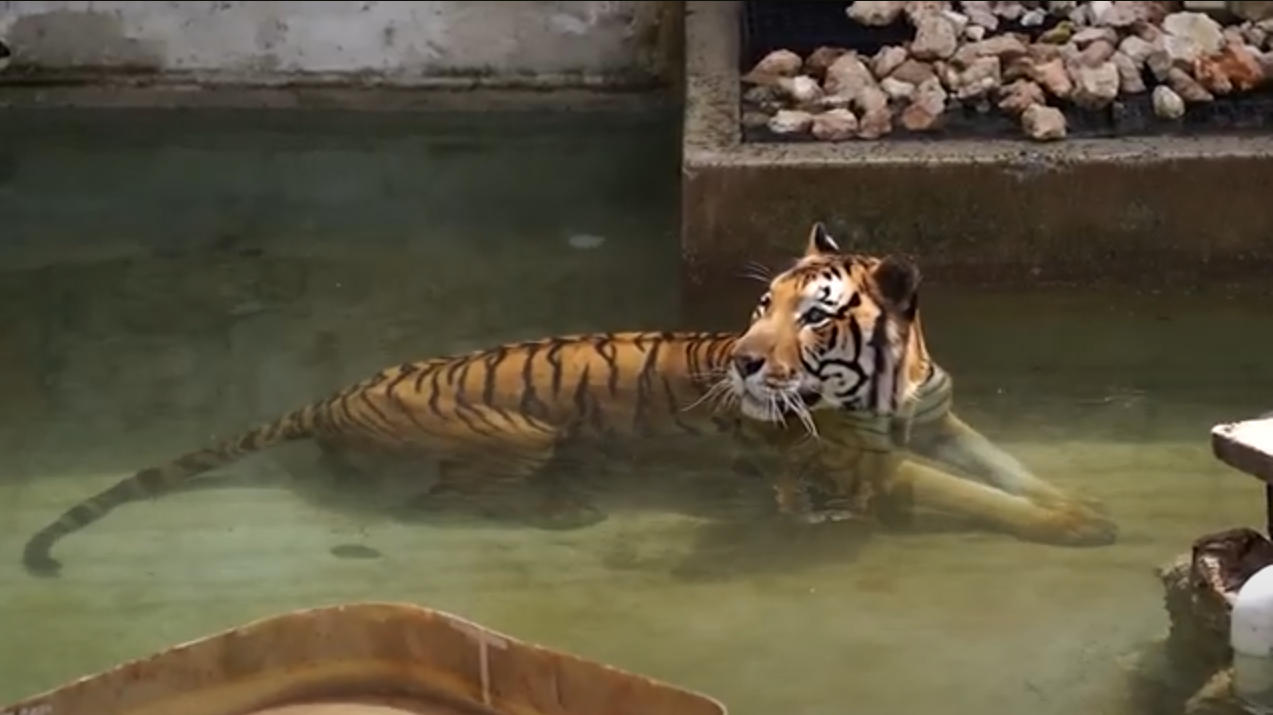 CONOZCA A RICHARD PARKER, EL TIGRE DE BENGALA DE ANIMAYA