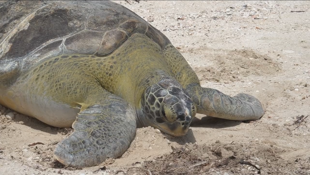 TORTUGA ENCONTRADA HACE UN AÑO, REGRESÓ AL MAR