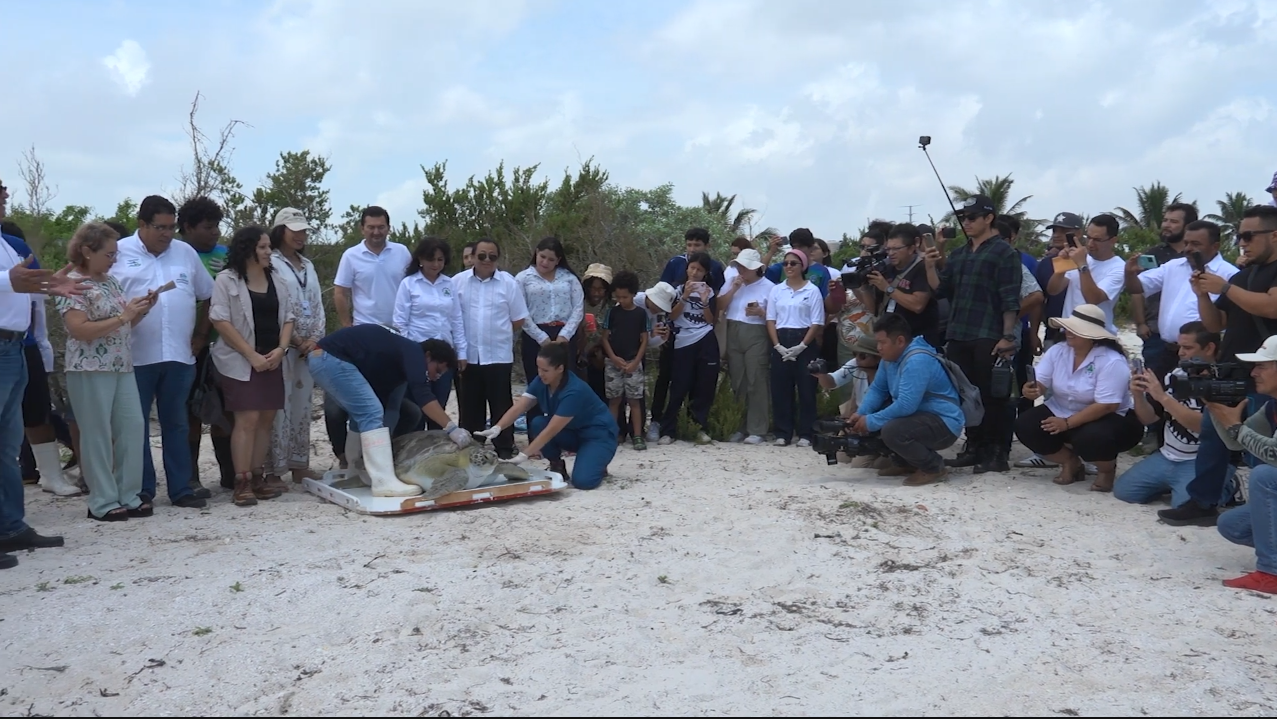 INICIÓ LA TEMPORADA DE ANIDACION DE TORTUGAS