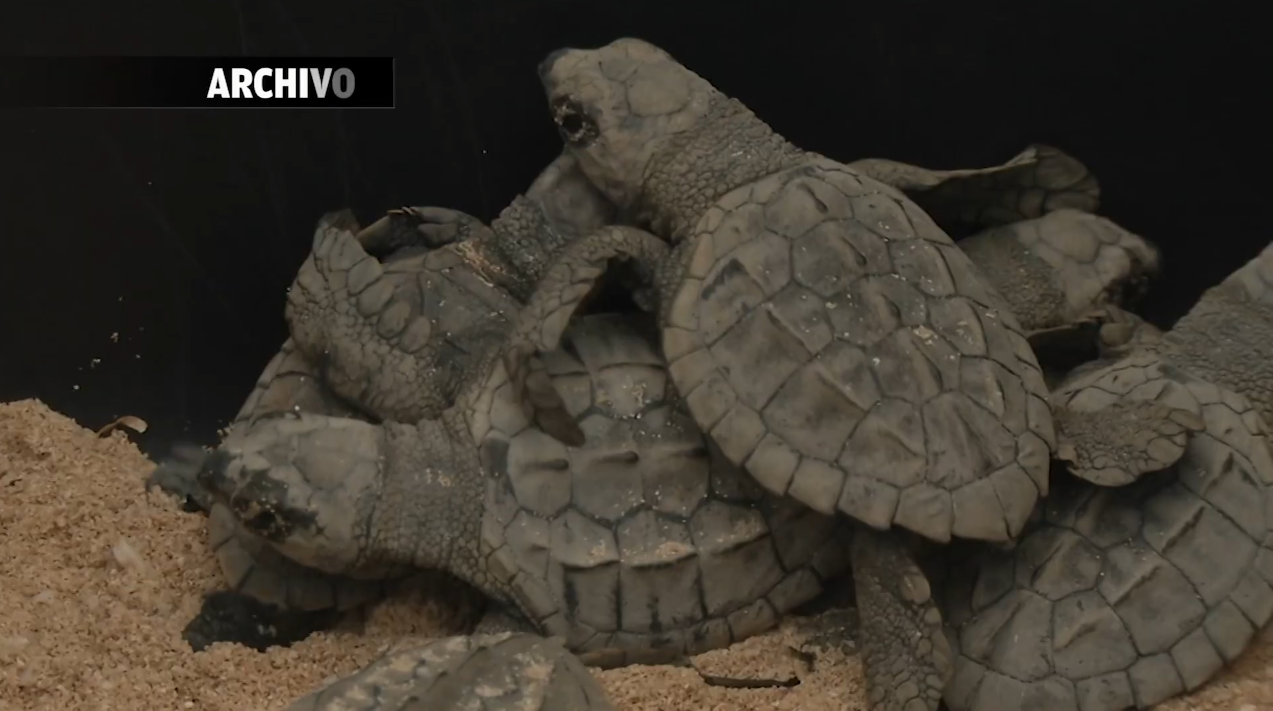 PIDEN A LA SOCIEDAD CONCIENTIZAR SOBRE EL CUIDADO DE LAS TORTUGAS 