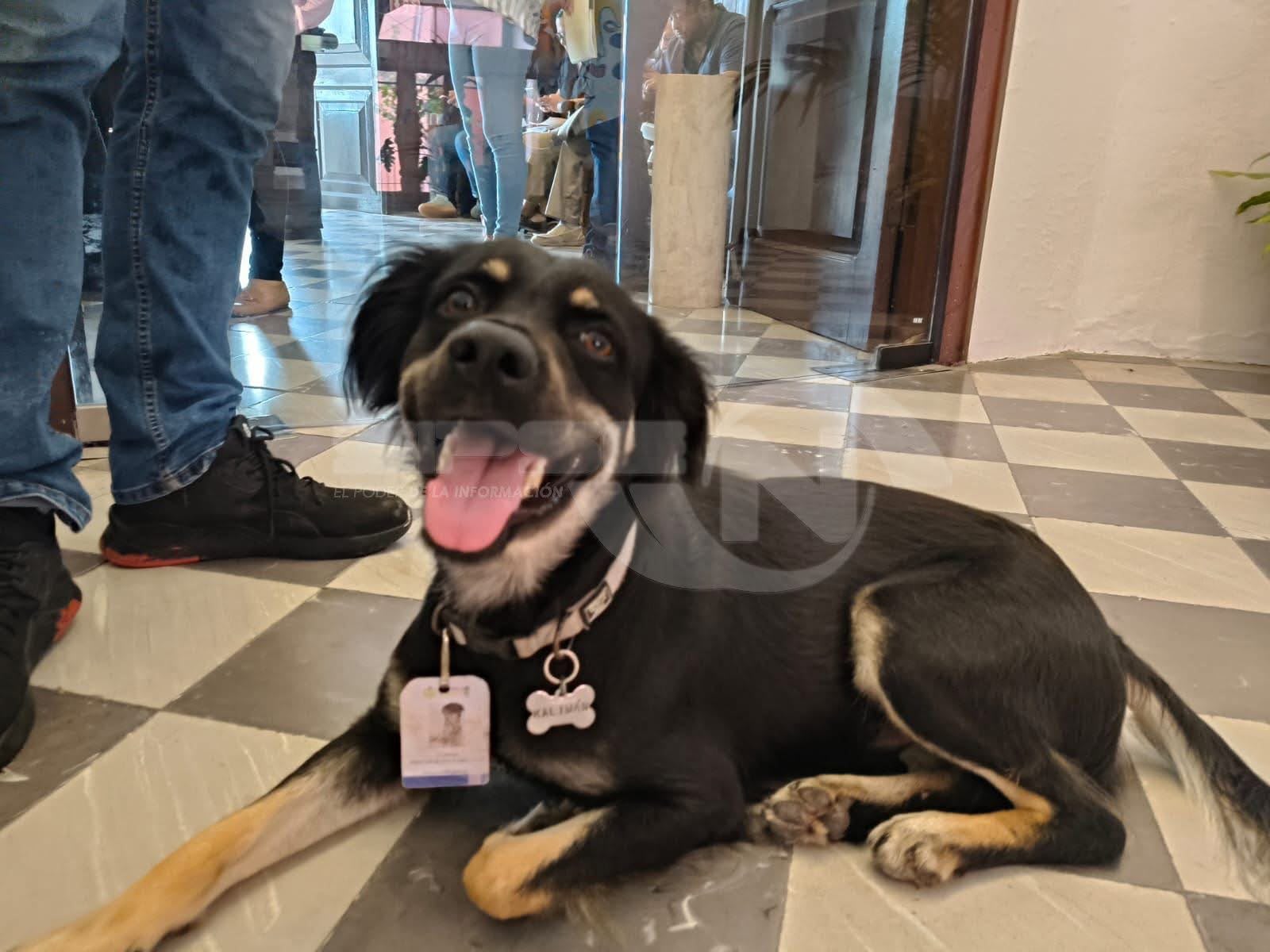 HOY SE CONMEMORA EL DIA DEL PERRO
