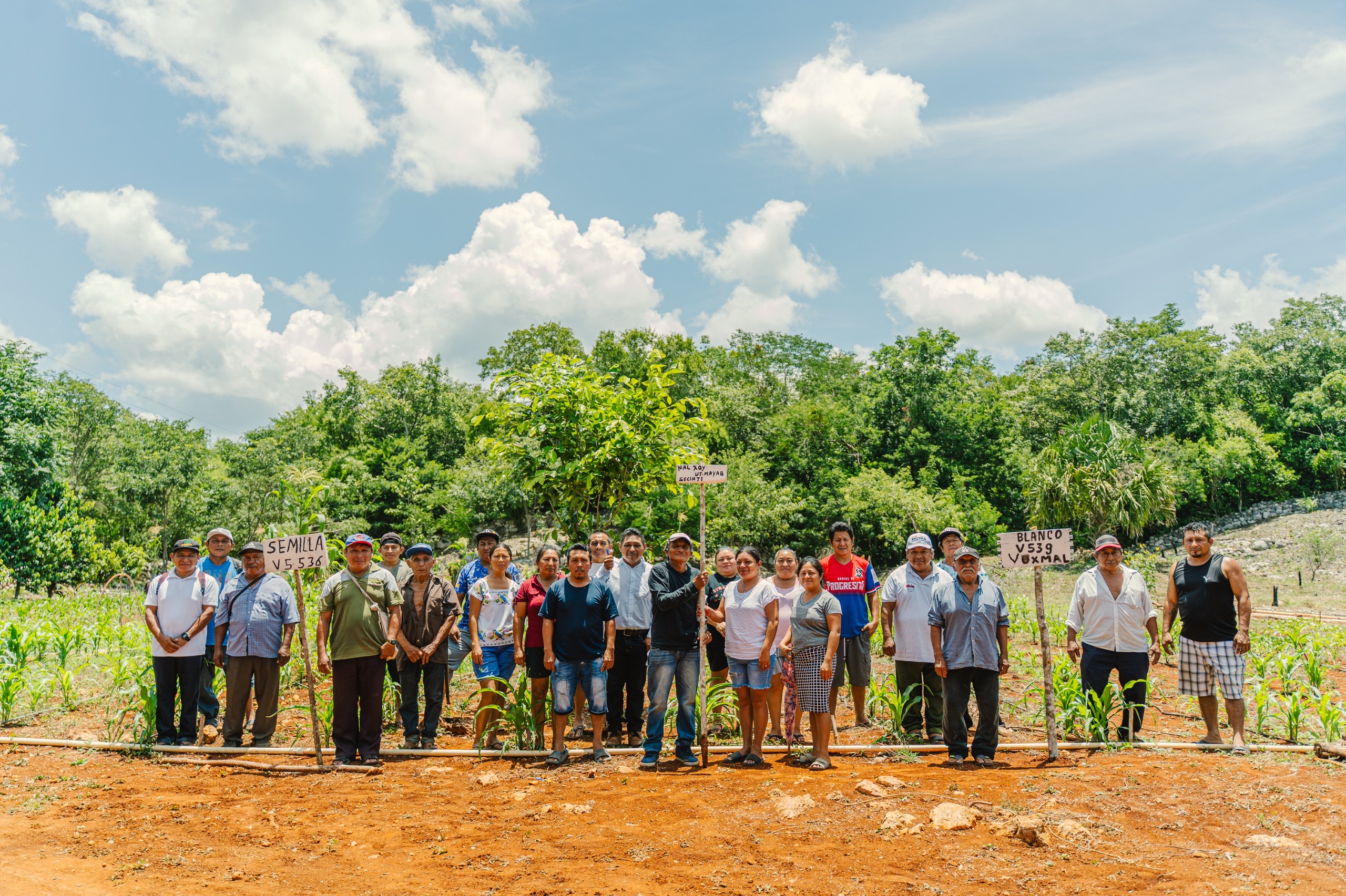 CIENCIA Y SABER MAYA BUSCAN MEJORAR PRODUCCIÓN DE MAÍZ NATIVO EN PETO