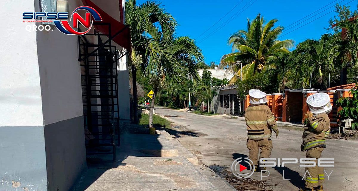 Atacan abejas africanas en Chetumal