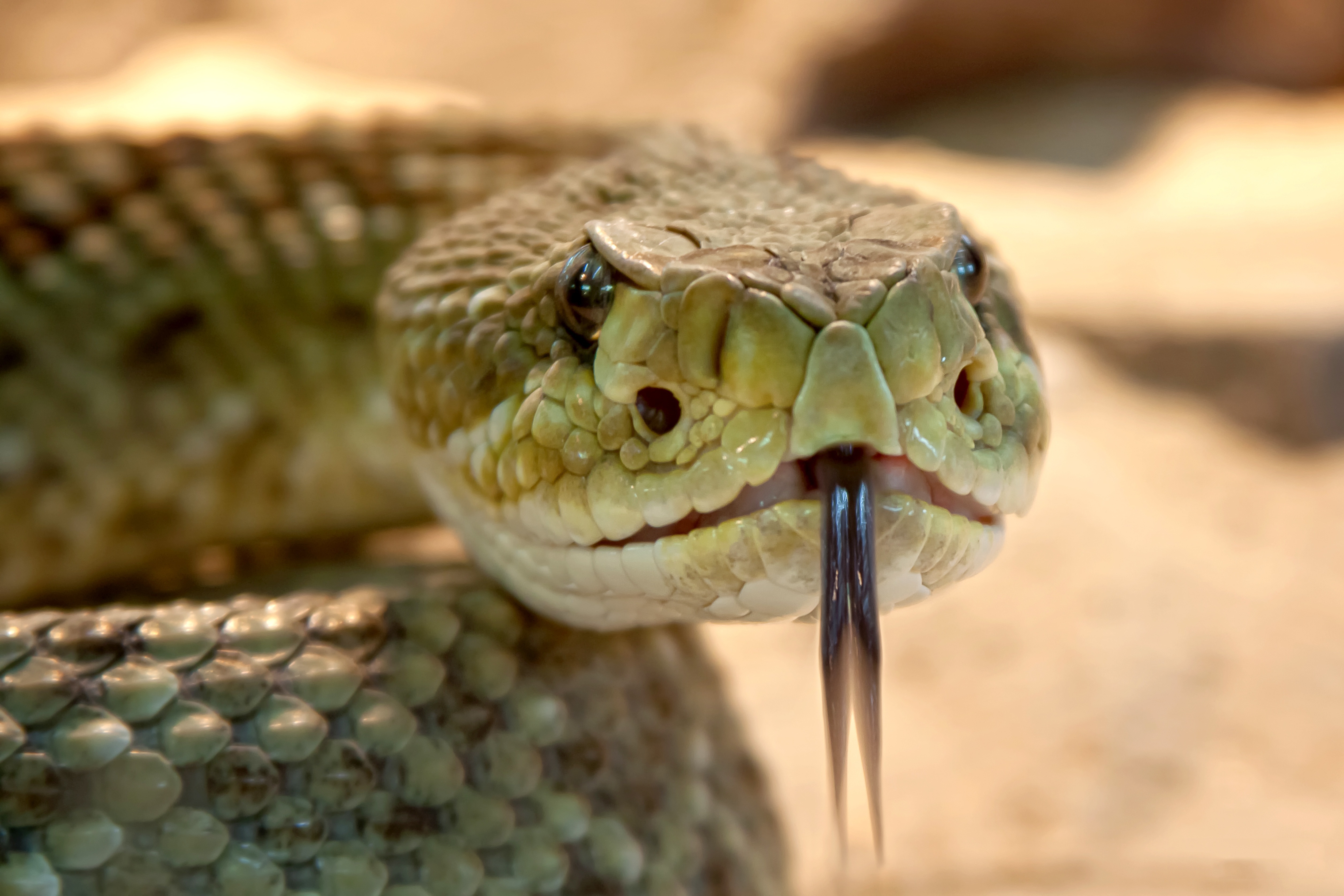 LLUVIAS AUMENTAN EL RIESGO DE PICADURAS Y MORDEDURAS DE ANIMALES PONZOÑOSOS