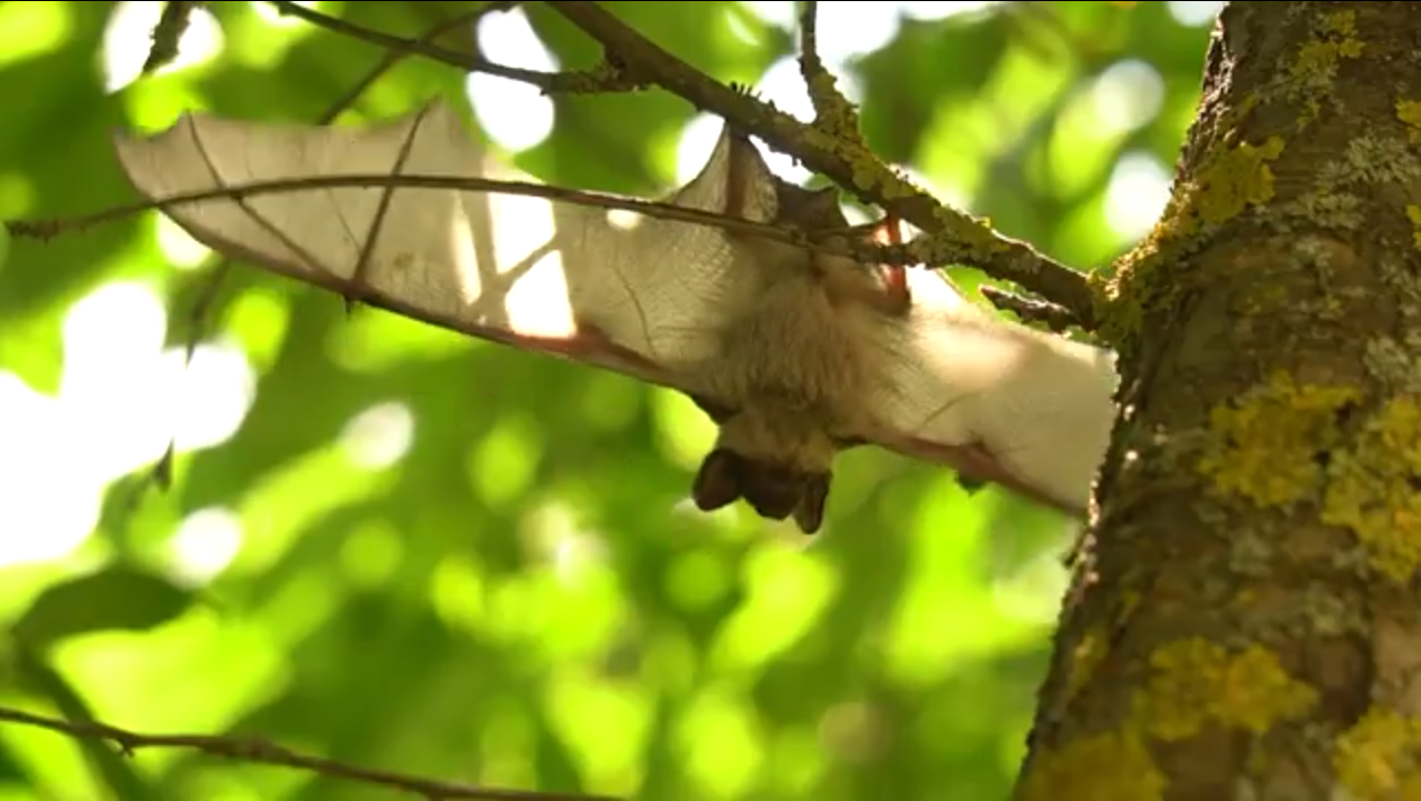 BUSCAN CREAR CONCIENCIA SOBRE LA PRESERVACION DE LOS MURCIELAGOS
