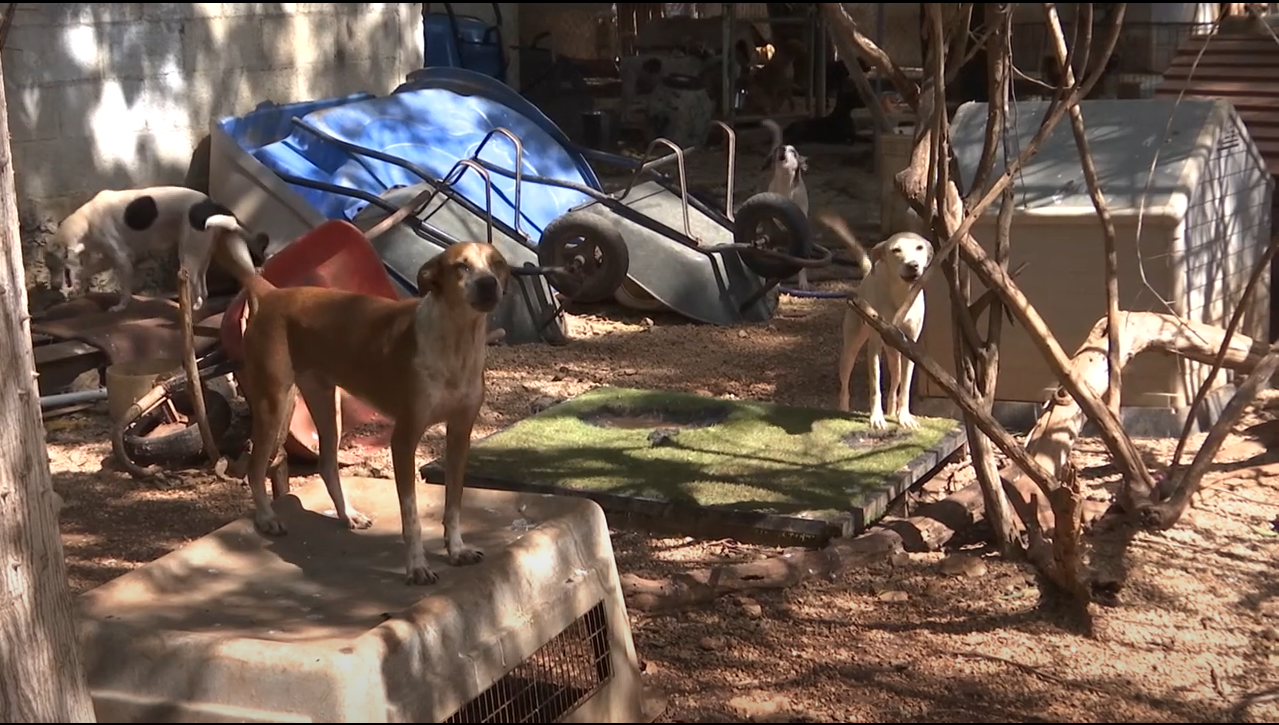MALA ALIMENTACION DE LAS MASCOTAS PODRIA AFECTAR SU SALUD